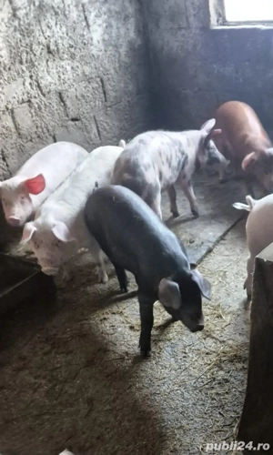 purcei, grasuni de vanzare  - imagine 3