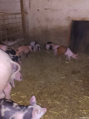 purcei.    - imagine 3