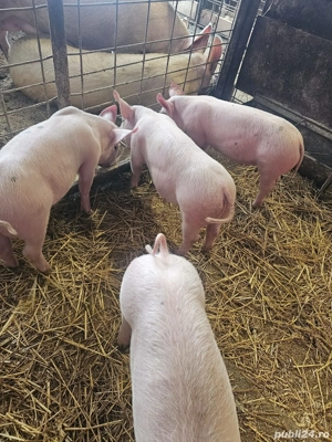 vand purcei 300lei - imagine 3