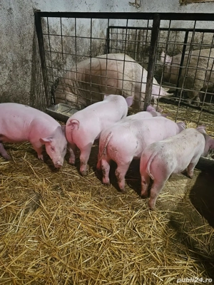 vand purcei 300lei - imagine 2