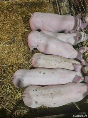 vand purcei 300lei - imagine 4