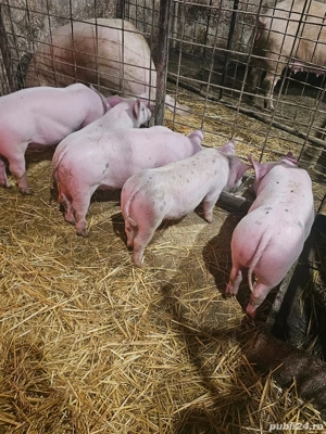 vand purcei 300lei - imagine 5