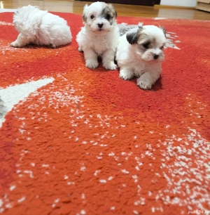 bichoni havanez 