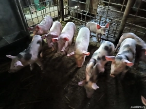 purcei de calitate  - imagine 3