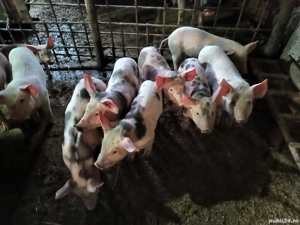 purcei de calitate  - imagine 2