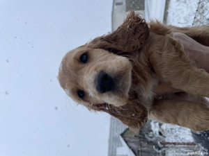 Fetițe Cocker spaniel