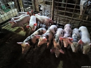 purcei de calitate  - imagine 4