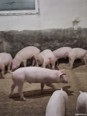 Vănd șoldani frumoși - imagine 2