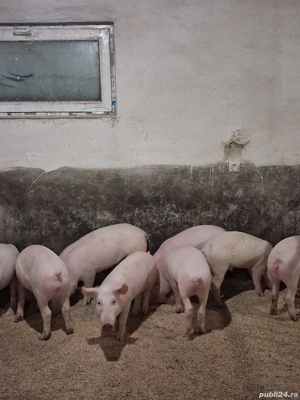 Vănd șoldani frumoși - imagine 3