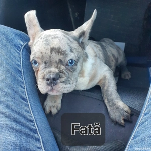 Bulldog Francez Merle 