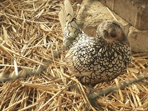 Vând puicute sebright