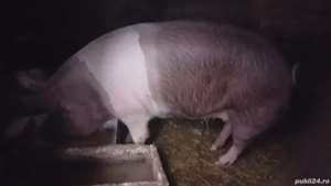 Vând porc 240-250 kg  