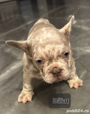 Bulldog Francez Merle  - imagine 2