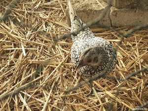 Vând puicute sebright - imagine 2