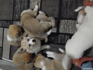 Akita inu puiutii 2 lunite,fetite