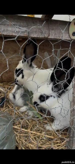 Vând iepuri belgieni și fluture german la prețul negociabil de 50 de lei! - imagine 5