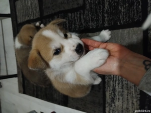 Akita inu puiutii 2 lunite,fetite - imagine 3