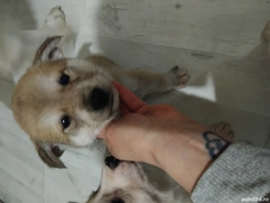 Akita inu puiutii 2 lunite,fetite - imagine 4