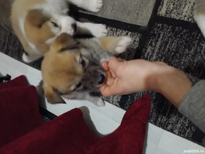Akita inu puiutii 2 lunite,fetite - imagine 2