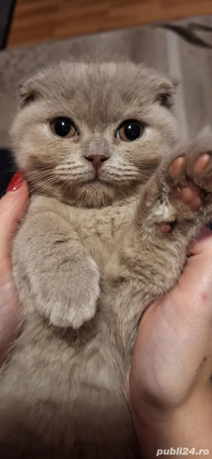 Vand pisica scottish fold foarte draguta si jucausa. - imagine 5