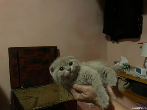 Vand pisica scottish fold foarte draguta si jucausa. - imagine 3