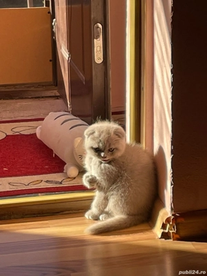 Vand pisica scottish fold foarte draguta si jucausa. - imagine 4