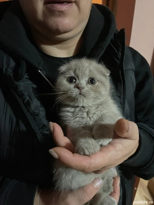 Vand pisica scottish fold foarte draguta si jucausa. - imagine 2