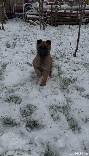 Pui Ciobanesc Belgian Malinois - imagine 5