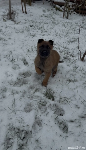 Pui Ciobanesc Belgian Malinois - imagine 2