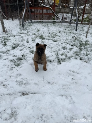 Pui Ciobanesc Belgian Malinois - imagine 4