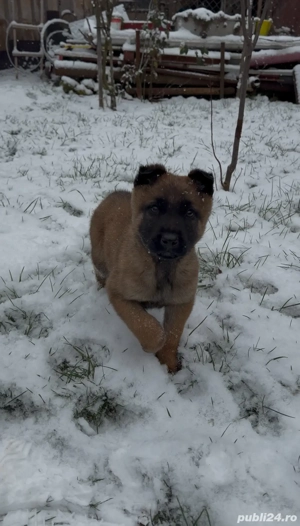 Pui Ciobanesc Belgian Malinois - imagine 3