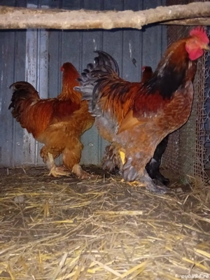 cocoși de vanzare - imagine 3