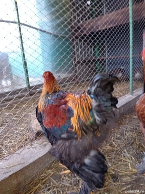 cocoși de vanzare - imagine 2