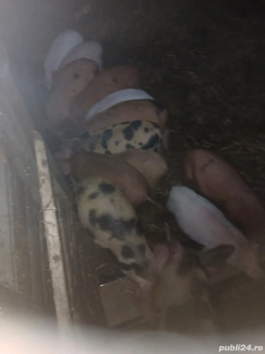 De Vânzare 13 purcei de 8 săptămânii 