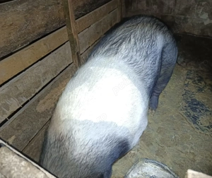 Vând scroafa bazna pentru sacrificat 