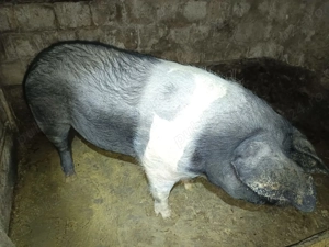 Vând scroafa bazna pentru sacrificat  - imagine 3