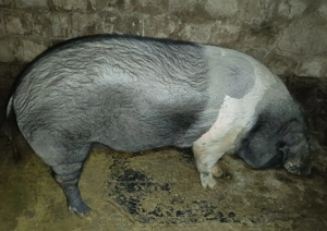 Vând scroafa bazna pentru sacrificat  - imagine 2