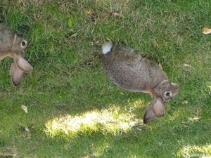 Vând iepuri belgieni și fluture german la prețul negociabil de 50 de lei! - imagine 2