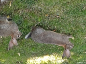 Vând iepuri belgieni și fluture german la prețul negociabil de 50 de lei! - imagine 3