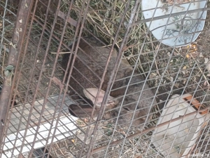 Vând iepuri belgieni și fluture german la prețul negociabil de 50 de lei!