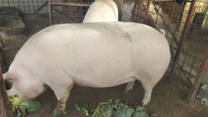 Purcei de carne 200_300 - imagine 3