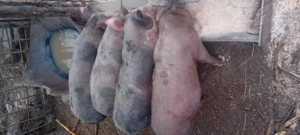 Vand purcei Duroc&pietrean 50kg+- - imagine 2