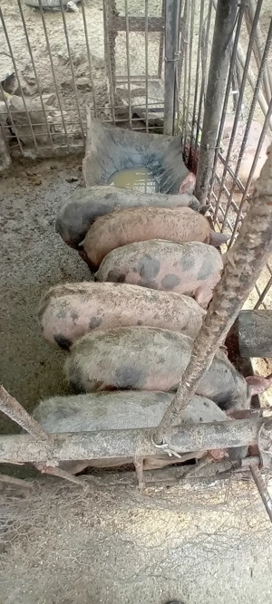 Purcei 50 kg+- vaccinați!   - imagine 3