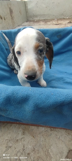 Pui Teckel Double Dapple - imagine 2