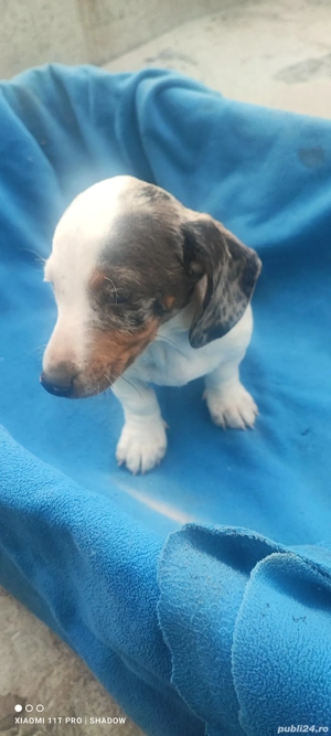 Pui Teckel Double Dapple - imagine 4