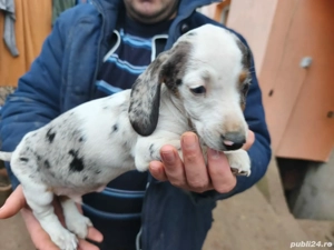 Pui Teckel Double Dapple - imagine 5