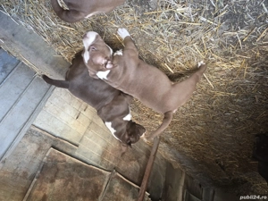 American bully pocket  888 - imagine 5