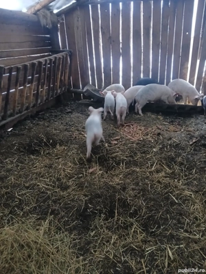 de vânzare  - imagine 2