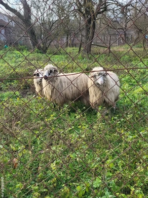 Vand o mioara si 2 miele - imagine 3