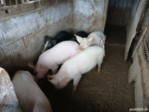 Vând 9 soldani - imagine 3